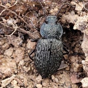 Adelium porcatum at Captains Flat, NSW - 15 Jul 2023