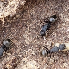 Polyrhachis sp. (genus) (A spiny ant) at Captains Flat, NSW - 15 Jul 2023 by trevorpreston