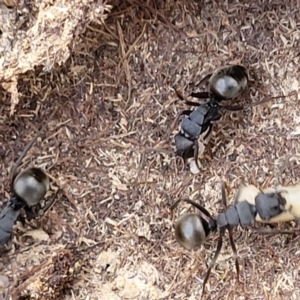 Polyrhachis sp. (genus) at Captains Flat, NSW - 15 Jul 2023 02:51 PM