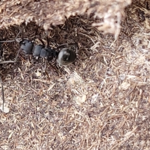 Polyrhachis sp. (genus) at Captains Flat, NSW - 15 Jul 2023 02:51 PM