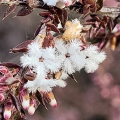 Styphelia attenuata (Small-leaved Beard Heath) at Captains Flat, NSW - 15 Jul 2023 by trevorpreston