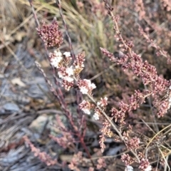 Leucopogon attenuatus at Captains Flat, NSW - 15 Jul 2023