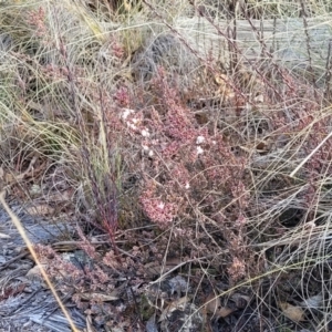 Leucopogon attenuatus at Captains Flat, NSW - 15 Jul 2023