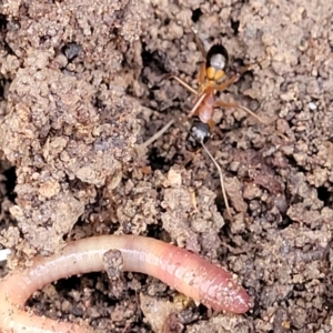 Camponotus consobrinus at Captains Flat, NSW - 15 Jul 2023