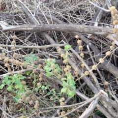 Marrubium vulgare at Captains Flat, NSW - 15 Jul 2023