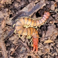 Cormocephalus aurantiipes (Orange-legged Centipede) at Captains Flat, NSW - 15 Jul 2023 by trevorpreston