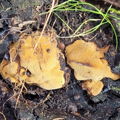 Unverified Other fungi on wood at Captains Flat, NSW - 15 Jul 2023 by trevorpreston
