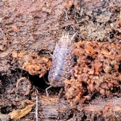 Isopoda (order) (Unidentified isopod or slater) at Yanununbeyan State Conservation Area - 15 Jul 2023 by trevorpreston