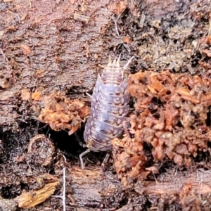 Isopoda (order) at Captains Flat, NSW - 15 Jul 2023