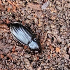 Pterostichini (tribe) (A Carabid beetle) at Yanununbeyan State Conservation Area - 15 Jul 2023 by trevorpreston