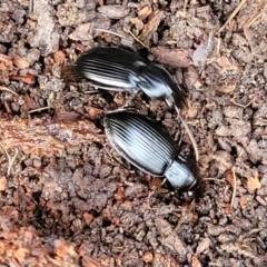 Pterostichini (tribe) at Captains Flat, NSW - 15 Jul 2023 02:28 PM