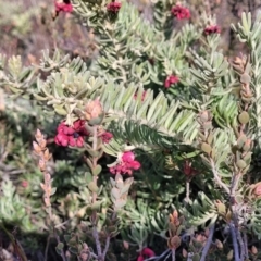 Grevillea lanigera at Captains Flat, NSW - 15 Jul 2023