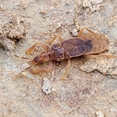 Enicocephalidae (family) (Gnat bug) at Yanununbeyan State Conservation Area - 15 Jul 2023 by trevorpreston