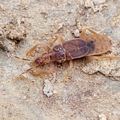 Enicocephalidae (family) (Gnat bug) at Captains Flat, NSW - 15 Jul 2023 by trevorpreston