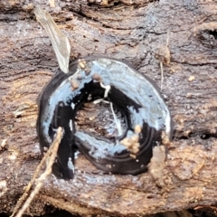 Parakontikia ventrolineata (Stripe-bellied flatworm) at Captains Flat, NSW - 15 Jul 2023 by trevorpreston