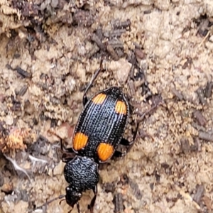 Craspedophorus sp. (genus) at suppressed - 15 Jul 2023