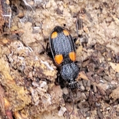 Craspedophorus sp. (genus) at suppressed - 15 Jul 2023