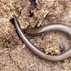 Hemiergis talbingoensis (Three-toed Skink) at Yanununbeyan State Conservation Area - 15 Jul 2023 by trevorpreston