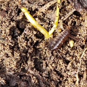 Amphipod (order Amphipoda, family Talitridae) at Primrose Valley, NSW - 15 Jul 2023