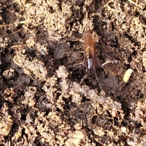 Amphipod (order Amphipoda, family Talitridae) at Primrose Valley, NSW - 15 Jul 2023