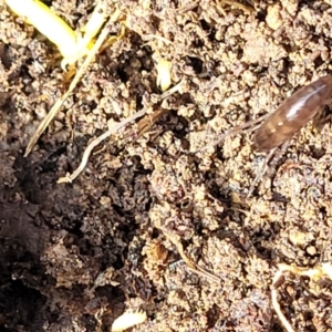 Amphipod (order Amphipoda, family Talitridae) at Primrose Valley, NSW - 15 Jul 2023