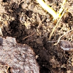 Amphipod (order Amphipoda, family Talitridae) at Primrose Valley, NSW - 15 Jul 2023