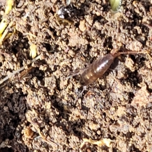 Amphipod (order Amphipoda, family Talitridae) at Primrose Valley, NSW - 15 Jul 2023