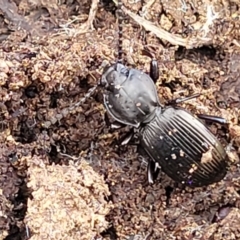 Cardiothorax monarensis (Darkling beetle) at Primrose Valley, NSW - 15 Jul 2023 by trevorpreston