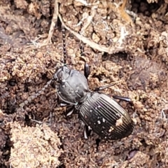 Cardiothorax monarensis at Primrose Valley, NSW - 15 Jul 2023 01:49 PM