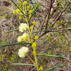 Acacia genistifolia (Early Wattle) at Gundaroo, NSW - 10 Jul 2023 by Gunyijan