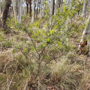 Acacia genistifolia at Gundaroo, NSW - 10 Jul 2023