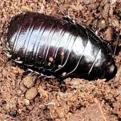 Panesthia australis (Common wood cockroach) at Yanununbeyan State Conservation Area - 15 Jul 2023 by trevorpreston