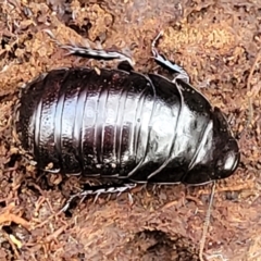 Panesthia australis at Primrose Valley, NSW - 15 Jul 2023