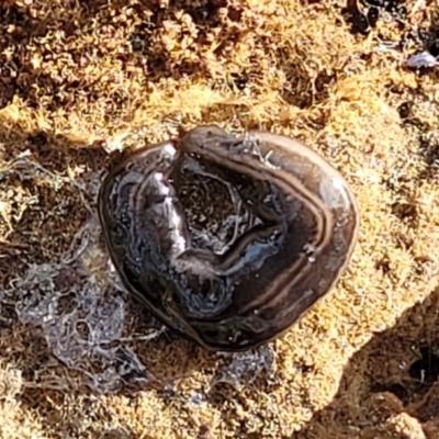 Parakontikia ventrolineata (Stripe-bellied flatworm) at Yanununbeyan State Conservation Area - 15 Jul 2023 by trevorpreston