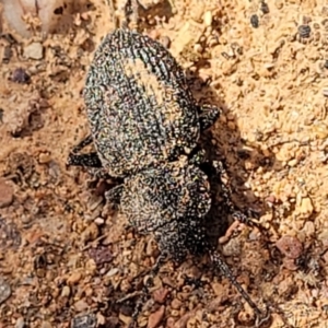 Adelium porcatum at Primrose Valley, NSW - 15 Jul 2023