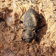 Adelium porcatum at Primrose Valley, NSW - 15 Jul 2023