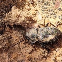 Adelium porcatum at Primrose Valley, NSW - 15 Jul 2023