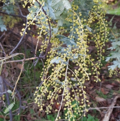 Acacia baileyana (Cootamundra Wattle, Golden Mimosa) at Fadden, ACT - 14 Jul 2023 by KumikoCallaway