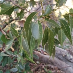 Brachychiton populneus subsp. populneus (Kurrajong) at Wanniassa Hill - 14 Jul 2023 by KumikoCallaway