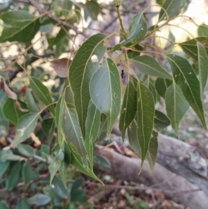 Brachychiton populneus subsp. populneus at Fadden, ACT - 15 Jul 2023 07:54 AM