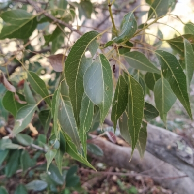 Brachychiton populneus subsp. populneus (Kurrajong) at Fadden, ACT - 15 Jul 2023 by KumikoCallaway