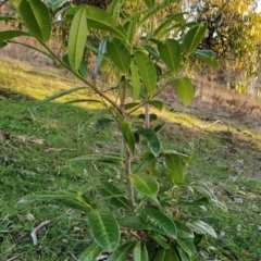 Prunus laurocerasus (Cherry Laurel) at Wanniassa Hill - 14 Jul 2023 by KumikoCallaway