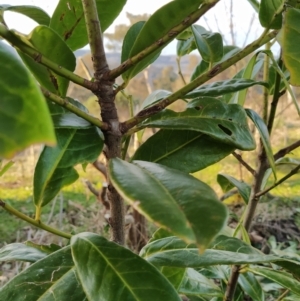 Prunus laurocerasus at Fadden, ACT - 15 Jul 2023