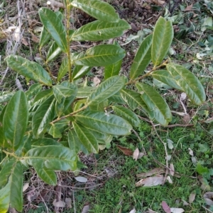 Prunus laurocerasus at Fadden, ACT - 15 Jul 2023