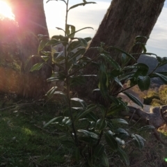 Prunus laurocerasus at Fadden, ACT - 15 Jul 2023