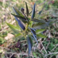 Solanum nigrum (Black Nightshade) at Wanniassa Hill - 14 Jul 2023 by KumikoCallaway