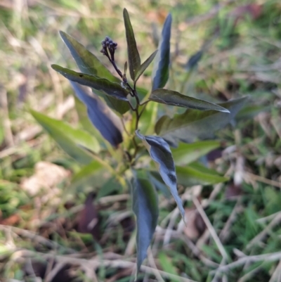 Solanum nigrum (Black Nightshade) at Fadden, ACT - 14 Jul 2023 by KumikoCallaway