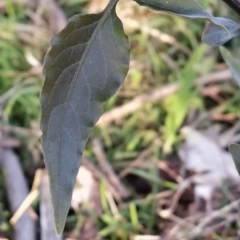 Solanum nigrum at Fadden, ACT - 15 Jul 2023