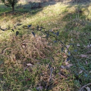 Solanum nigrum at Fadden, ACT - 15 Jul 2023