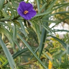 Solanum linearifolium (Kangaroo Apple) at Fadden, ACT - 15 Jul 2023 by KumikoCallaway